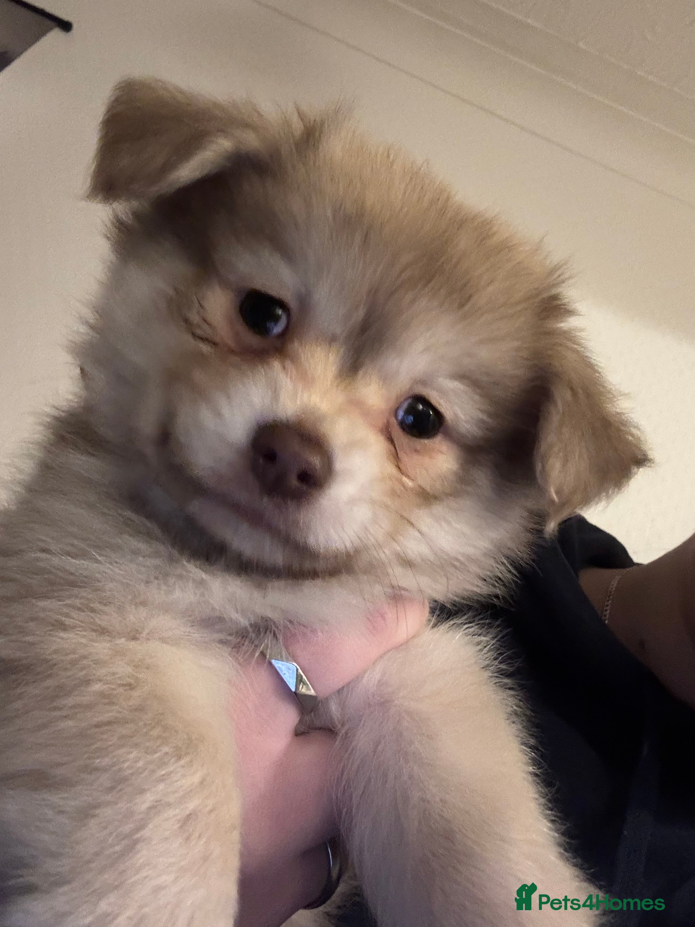 Chihuahua dogs Only 1 left! Chihuahua x Dachshund Puppies - Advert 5