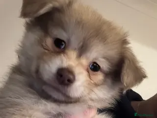 Chihuahua dogs Only 1 left! Chihuahua x Dachshund Puppies - Advert 19