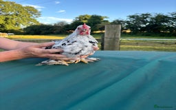 Chickens poultry for sale: Pekin cocks  - Image 2
