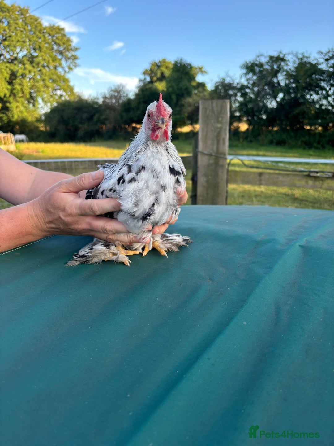 Chickens poultry for sale: Pekin cocks  - Image 2