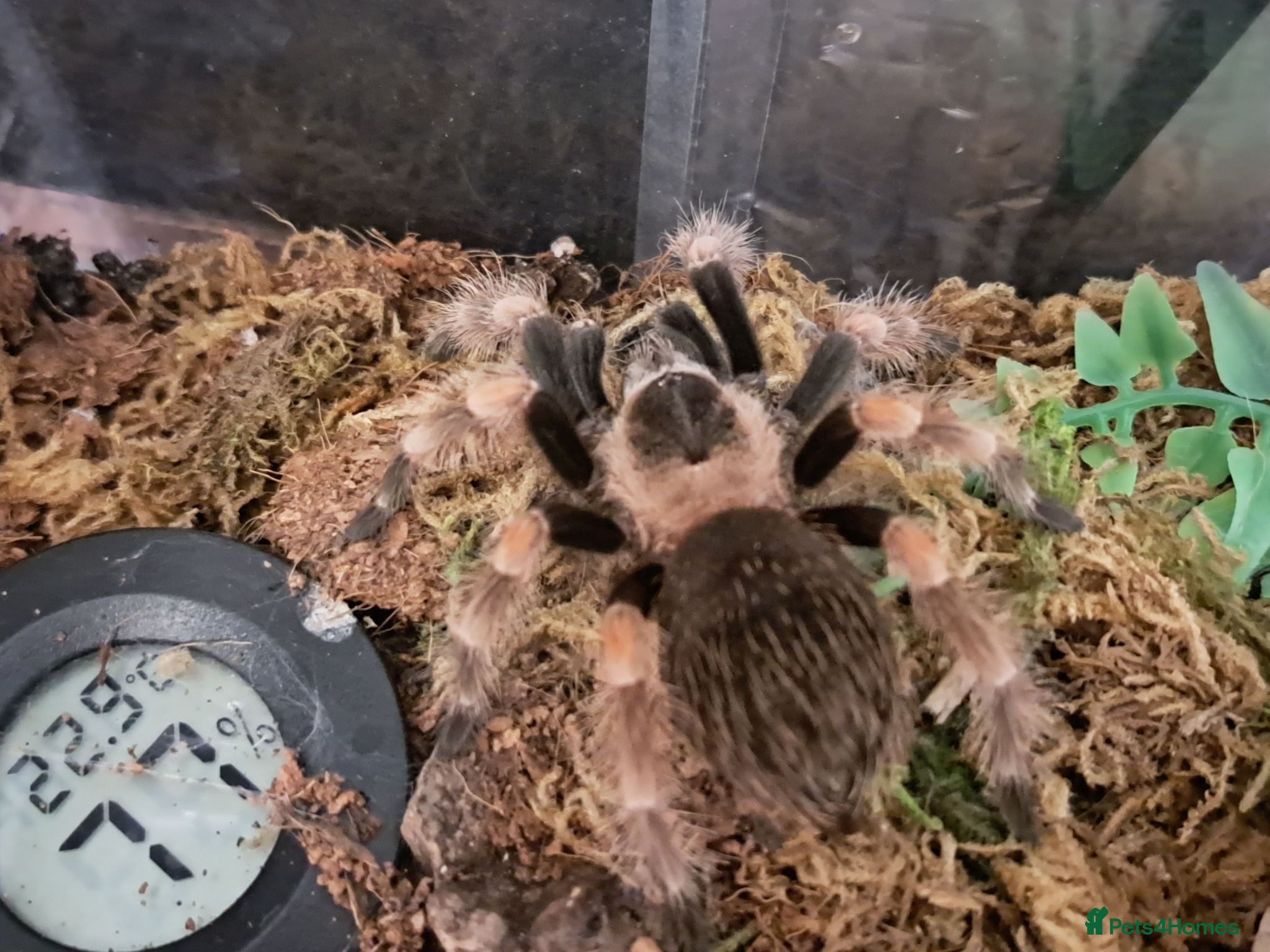 Tarantulas invertebrates Collection of tarantulas & equipment for new home  - Advert 1