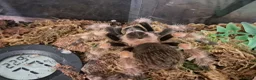 Tarantulas invertebrates for sale: Collection of tarantulas & equipment for new home  - Advert 2