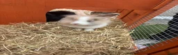 Lionhead rabbits for sale: 2 male lion head rabbits  - Advert 2
