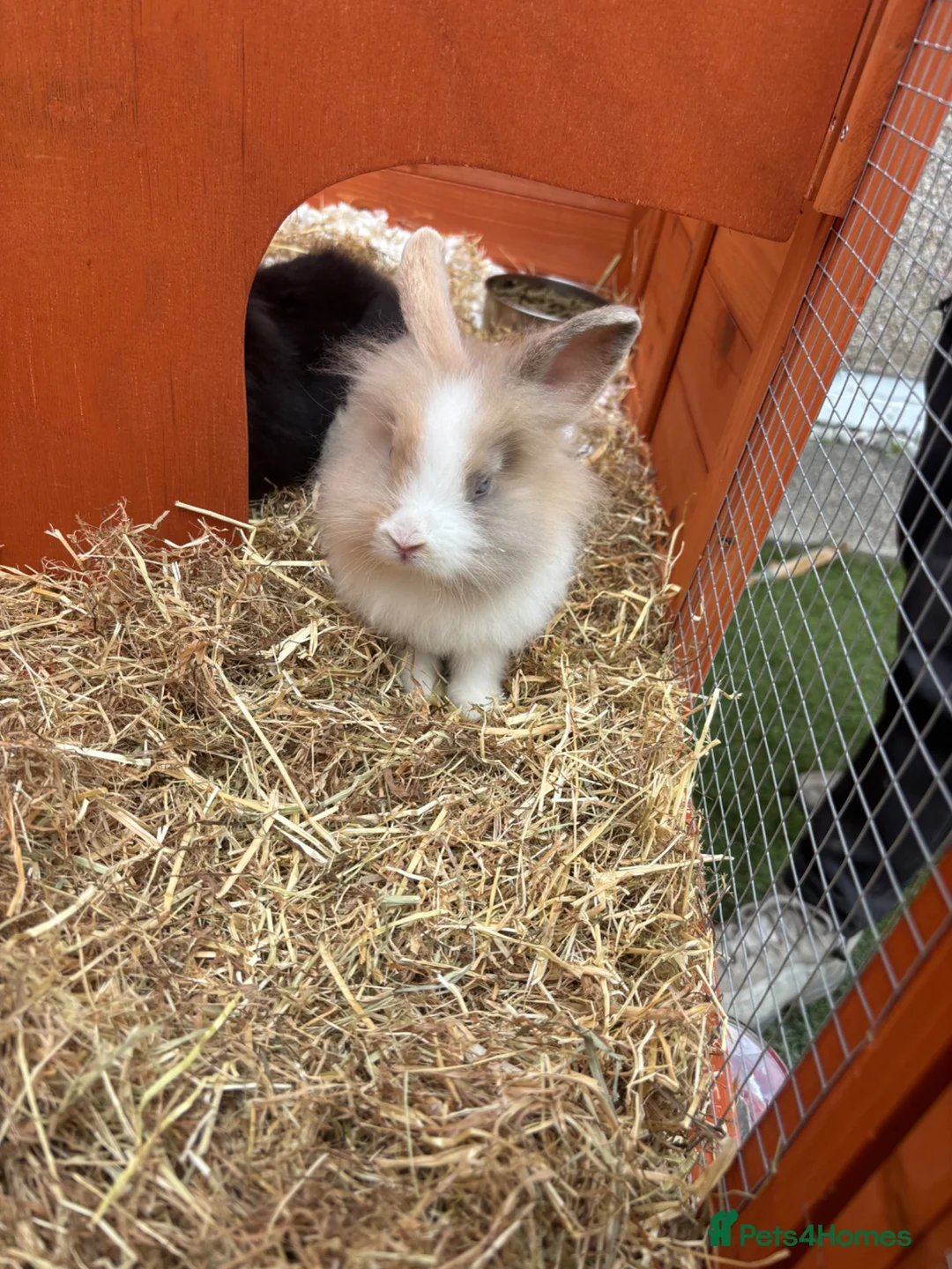 Lionhead rabbits for sale: 2 male lion head rabbits  - Advert 2