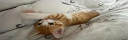 Mixed Breed cats for sale: 8 week old kittens. 2 boys 1 girl - Advert 20