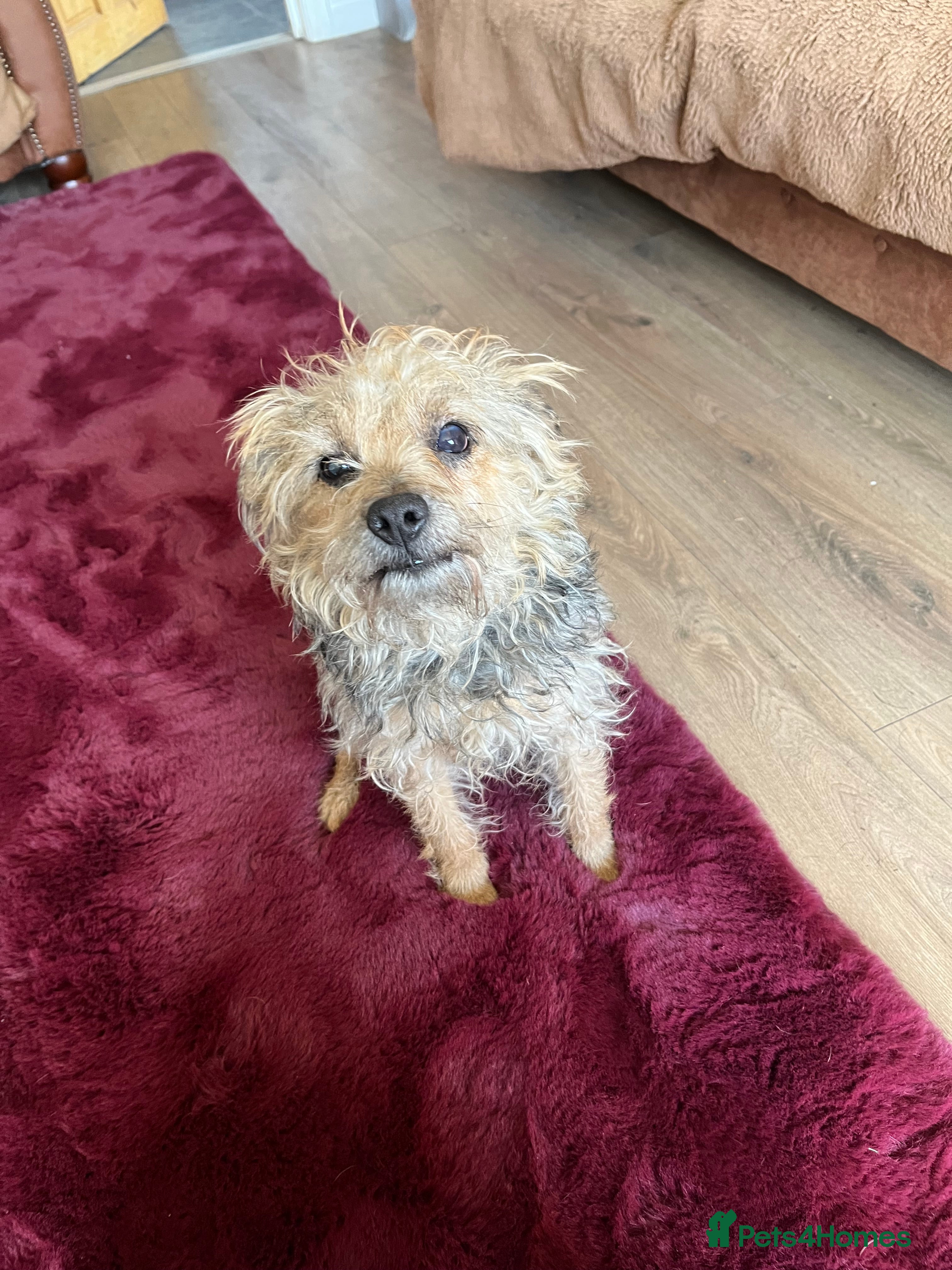 Mixed Breed dogs Free to good home - Advert 6