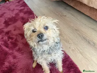 Mixed Breed dogs Free to good home - Advert 6