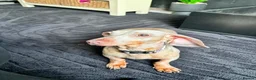 Dachshund dogs for sale: Female dachshund  - Advert 4