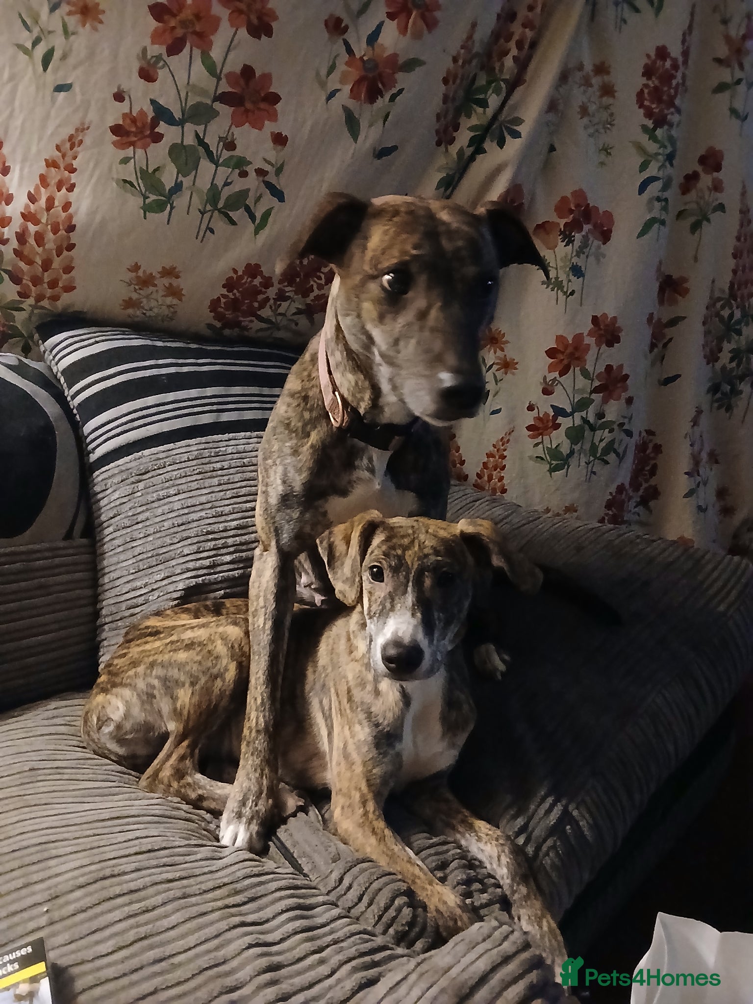 Mixed Breed dogs Puppies - Advert 3