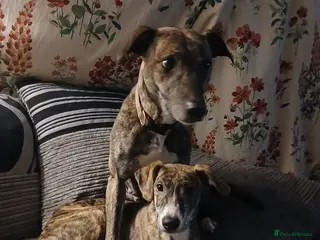 Mixed Breed dogs Puppies - Advert 6