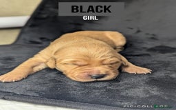 Golden Retriever dogs for sale: KC Registered Golden Retriever Puppies  - Image 9