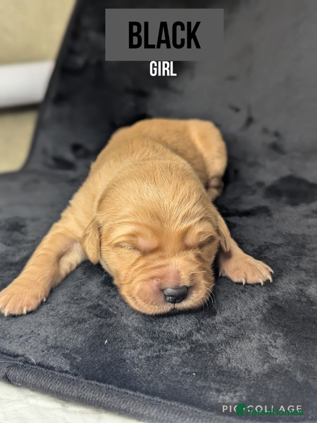 Golden Retriever dogs for sale: KC Registered Golden Retriever Puppies  - Image 9