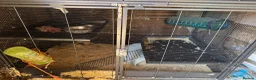 Ferret rodents for sale: 2 female ferrets  - Advert 4