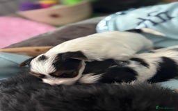 Biewer Terrier dogs for sale: 🌟🐾  Biewer Yorkie Puppies Available! 🐾 - Image 4