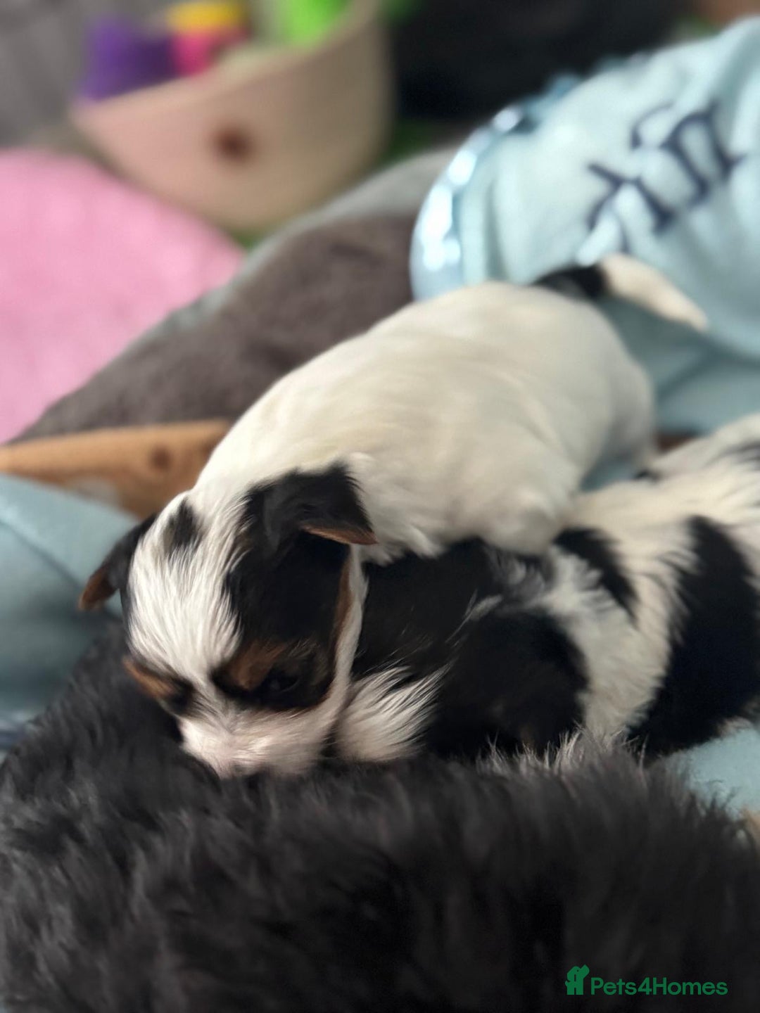 Biewer Terrier dogs for sale: 🌟🐾  Biewer Yorkie Puppies Available! 🐾 - Image 4