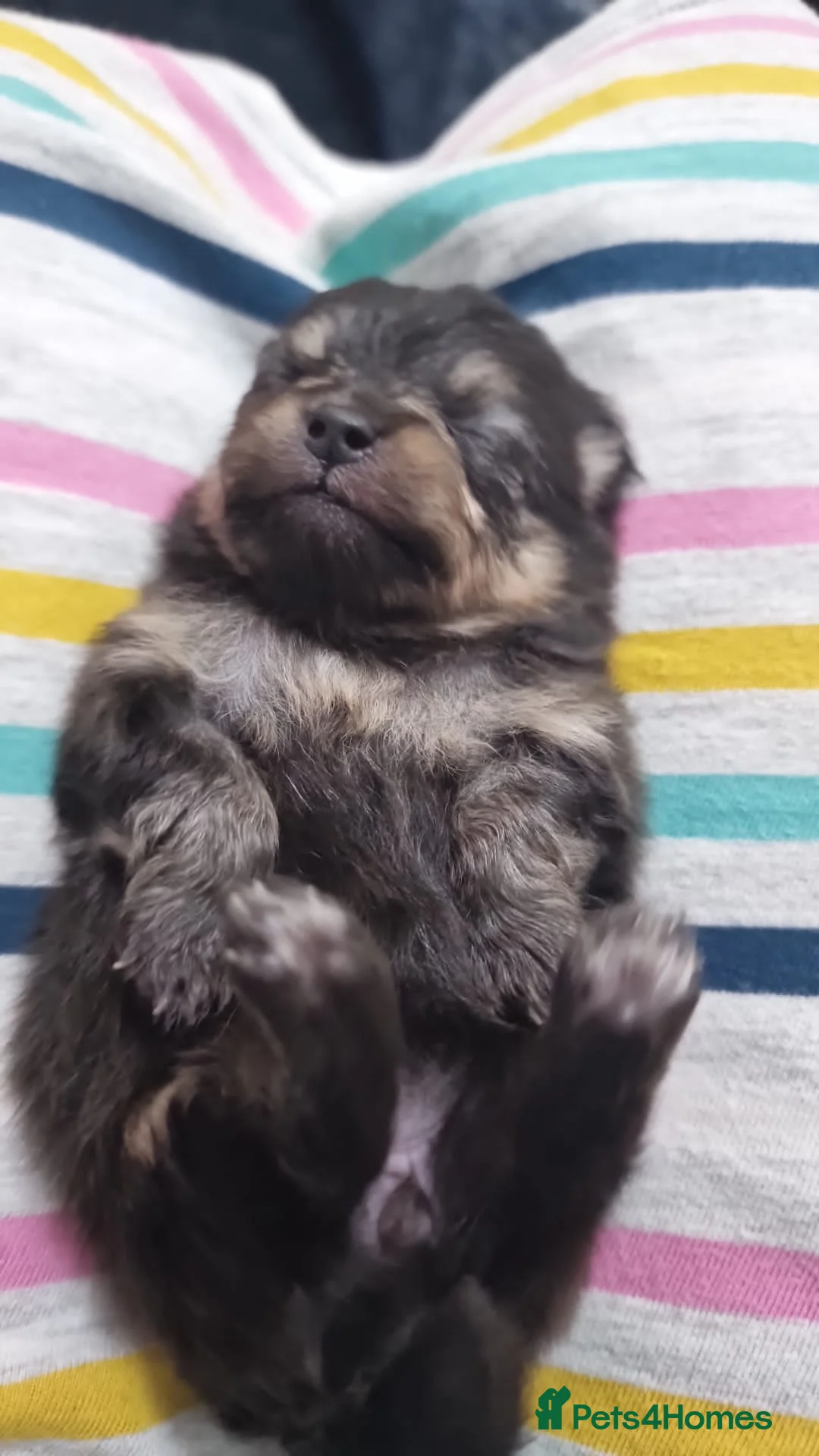 Pomeranian dogs for stud: TINY lilac Russian Pom  in Bridgend - Advert 12