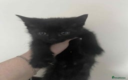 Mixed Breed cats for sale: Kittens for sale  - Image 3