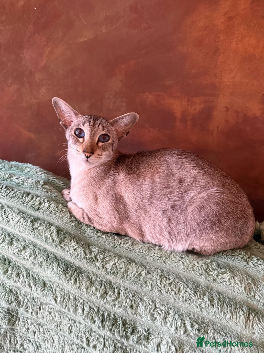 Siamese cats for sale: Seal tabby point Siamese  - Advert 3