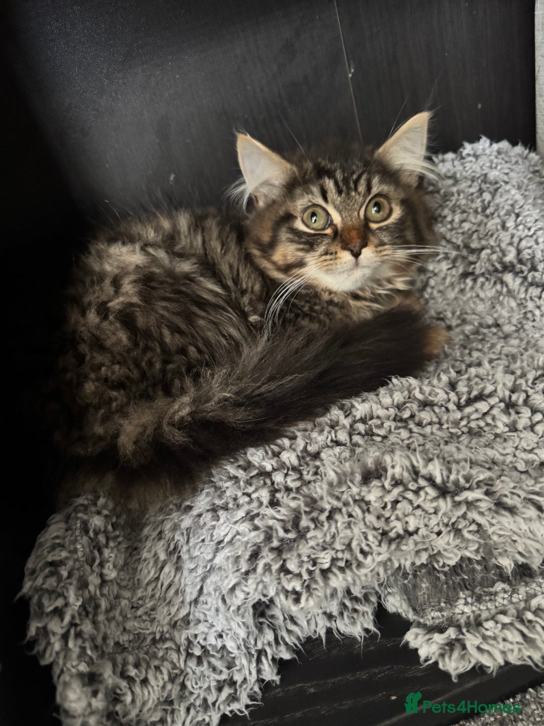 Persian cats for sale: Male Persian long haired cross kitten  - Advert 1