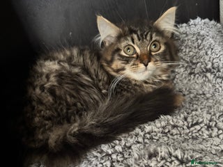 Persian cats for sale: Male Persian long haired cross kitten - Advert 1