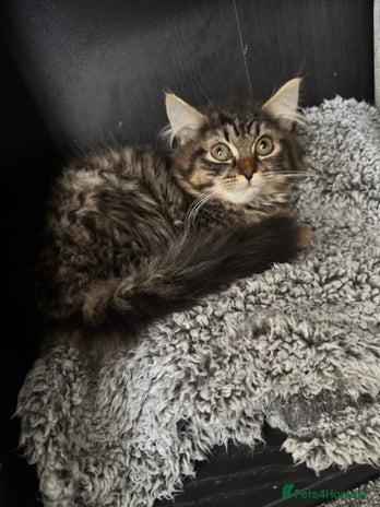 Persian cats Male Persian long haired cross kitten - Advert 2