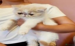 Exotic cats for sale: OUTSTANDING QUALITY EXOTIC KITTENS  - Image 2