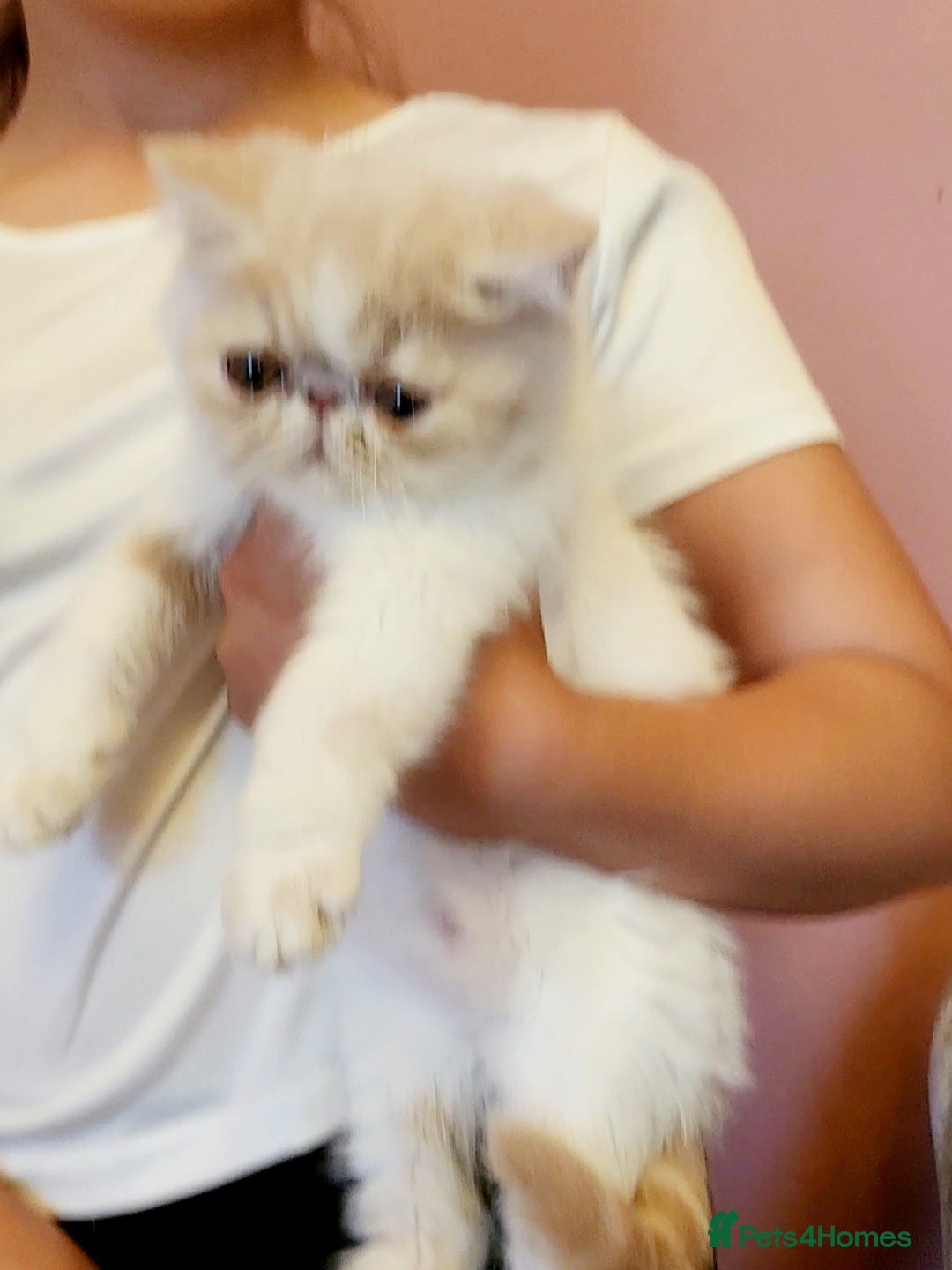 Exotic cats for sale: OUTSTANDING QUALITY EXOTIC KITTENS  - Image 2