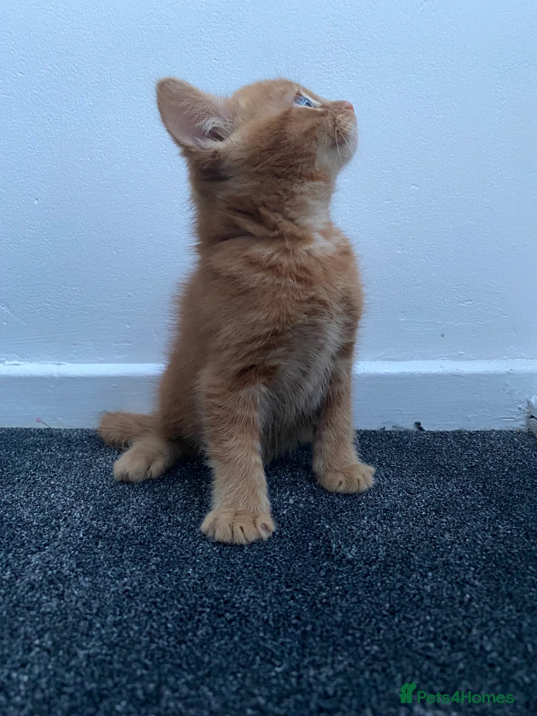 Mixed Breed cats for sale: Fluffy ginger kitten awaiting forever home🏡 - Advert 8