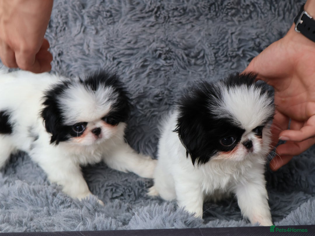 Japanese Chin dogs for sale: female - Image 8