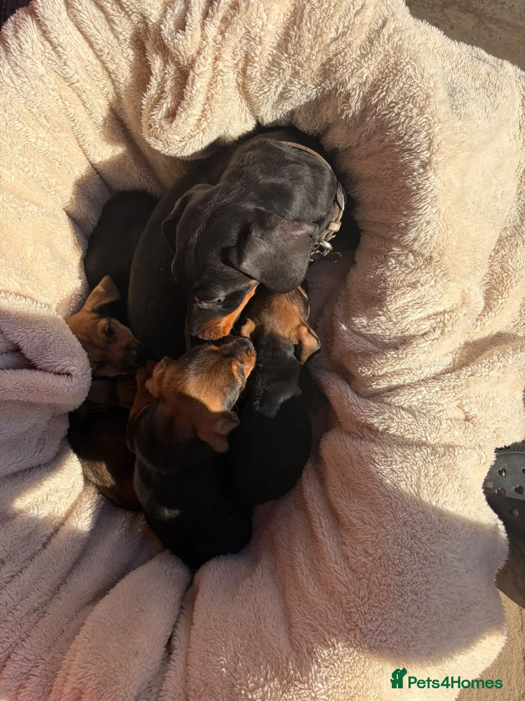 Miniature Dachshund dogs for sale: Miniature dachshund puppies in Salisbury - Advert 21