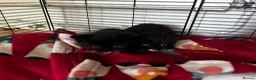 Mixed Breed cats for sale: 2 beautiful kittens  - Advert 9