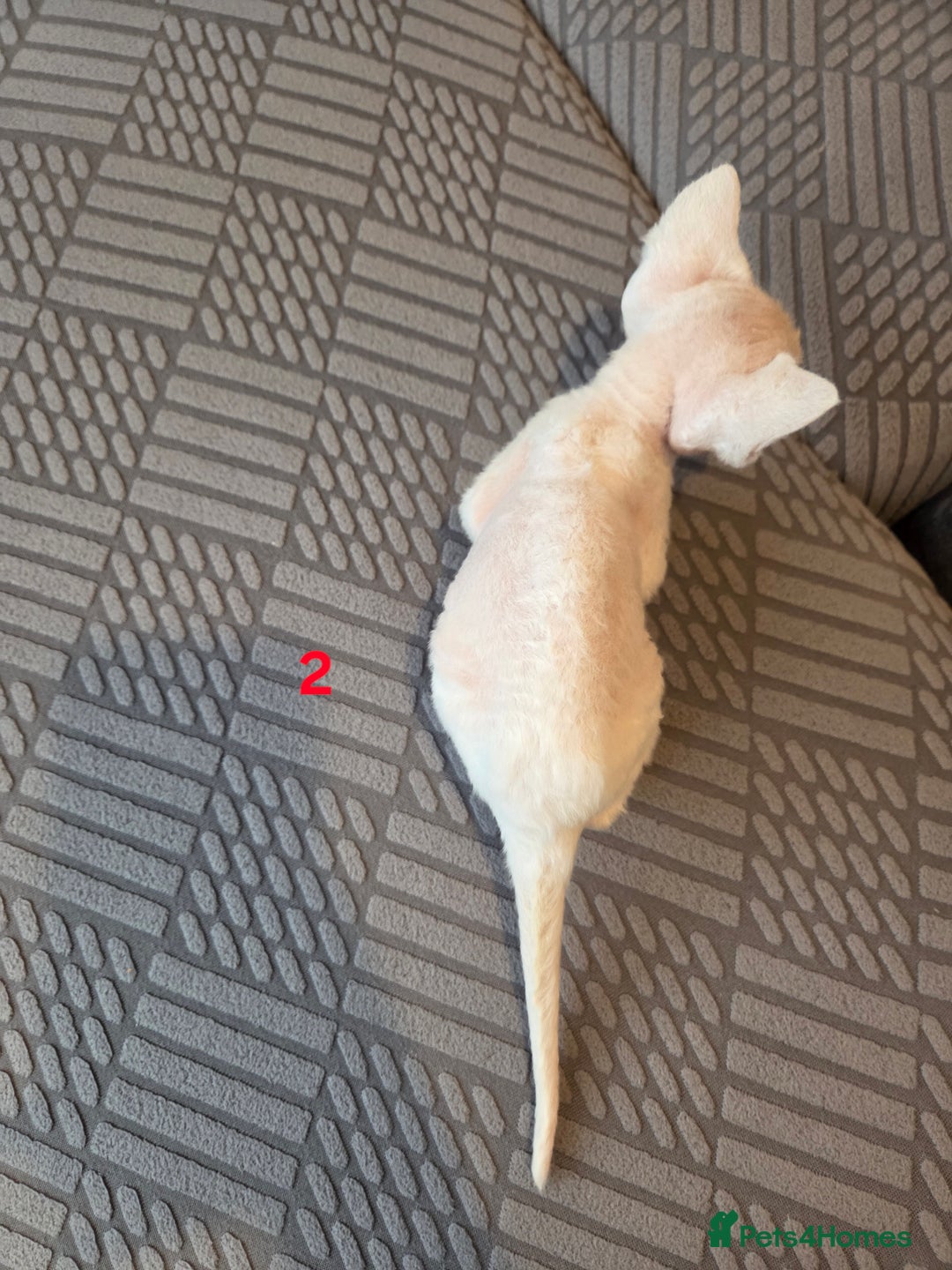 Devon Rex cats for sale: ✨ Beautiful Devon Rex Kittens – GCCF Registered ✨ - Advert 11