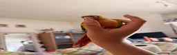 Conures birds for sale: 15 week dna female conure hand reared and tamed - Advert 6
