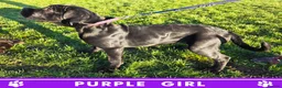 Cane Corso dogs for sale: ⭐️Cane Corso Pups⭐️Pure Championship Genes🏆 - Advert 2