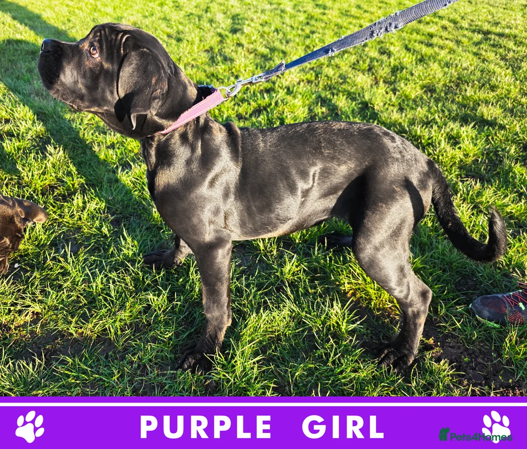 Cane Corso dogs for sale: ⭐️Cane Corso Pups⭐️Pure Championship Genes🏆 - Advert 2