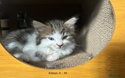 British Longhair cats for sale: Gorgeous Long Hair Tabby's - Ready 25/10/25 - Image 2