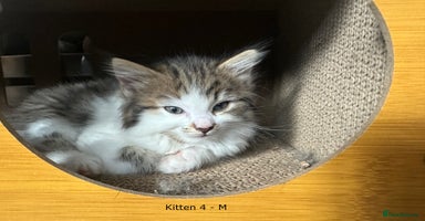 British Longhair cats - Advert 16