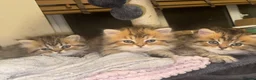 Persian cats for sale: Golden Shaded Persian 😻 - Advert 3