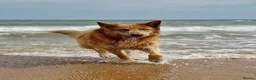 German Shepherd dogs for stud: Isabella German shepherd stud dog  - Advert 7
