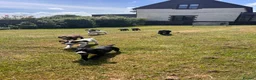 Sprocker dogs for sale: Sprocker/sprockador in Barnstaple - Advert 22