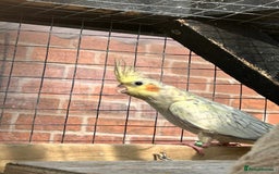Mixed Breed birds for sale: Male cockateils  - Image 8