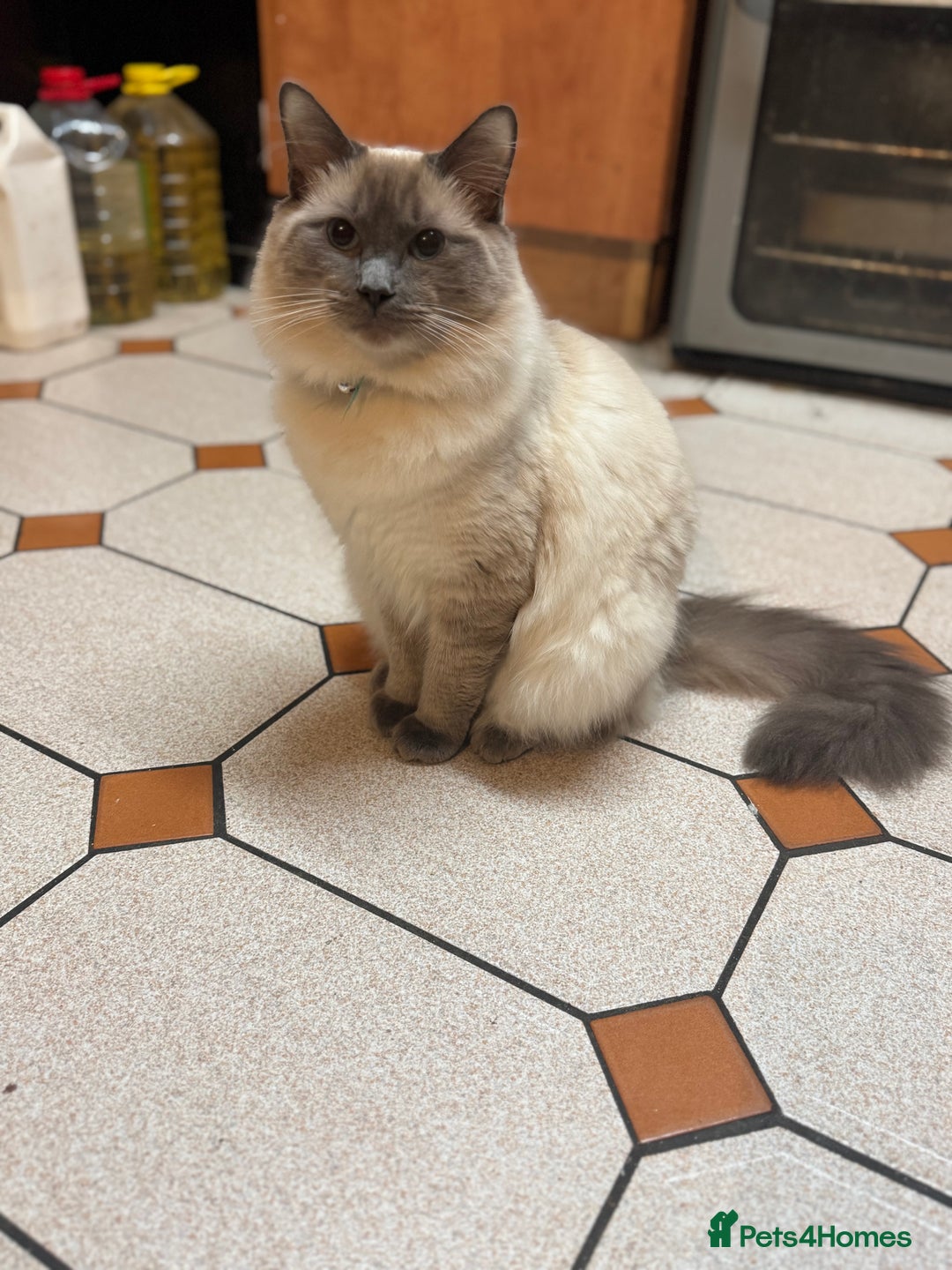 Ragdoll cats for sale: 6month old Ragdoll - Advert 1