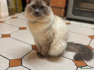 Ragdoll cats 6month old Ragdoll - Advert 1