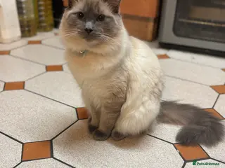 Ragdoll cats 6month old Ragdoll - Advert 11