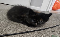 Domestic Shorthair cats for sale: Female kitten - Image 7