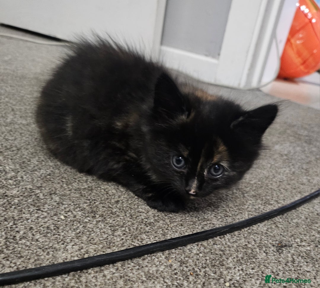 Domestic Shorthair cats for sale: Female kitten - Image 7