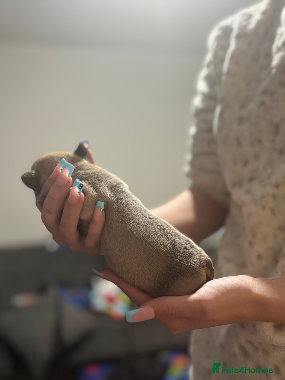 Mixed Breed dogs for sale: Frenchie/pocket bully pups for sale - Image 7