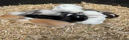 Mini Lop rabbits for sale: MINI LOP BUNNIES - PEDIGREE  - Advert 9