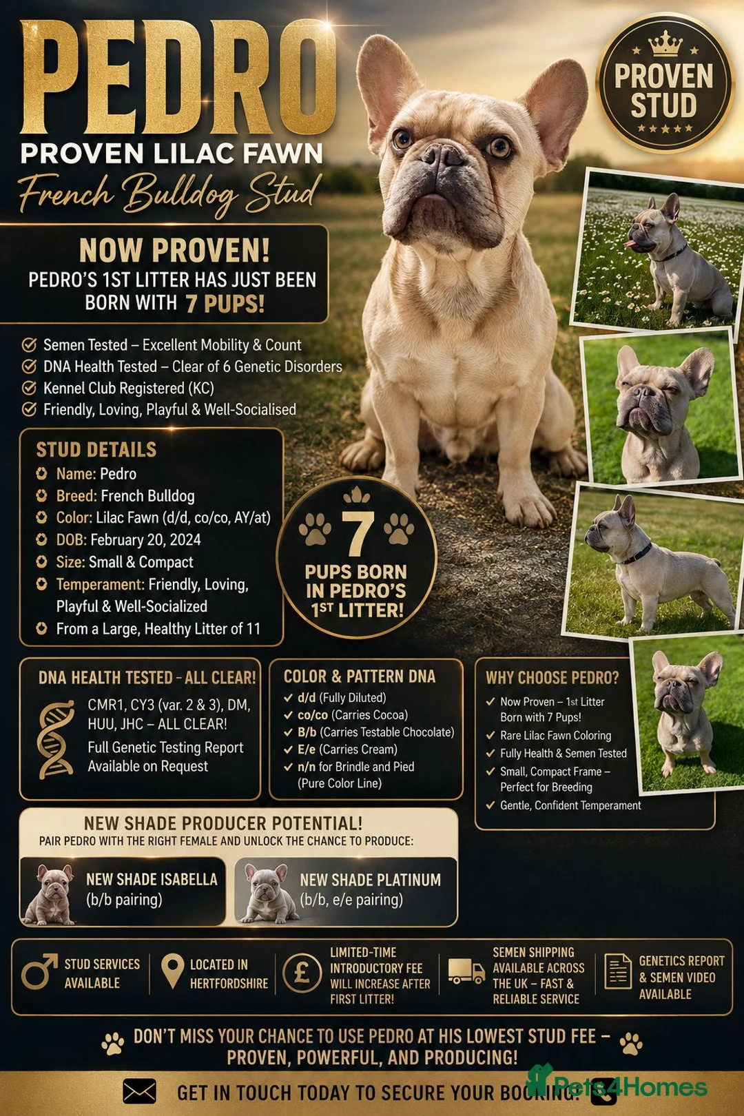 French Bulldog dogs for stud: 🐶 PEDRO– PROVEN LILAC FAWN FRENCH BULLDOG STUD 🐶 - Advert 1
