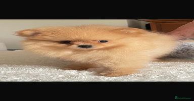 Pomeranian dogs - Advert 11